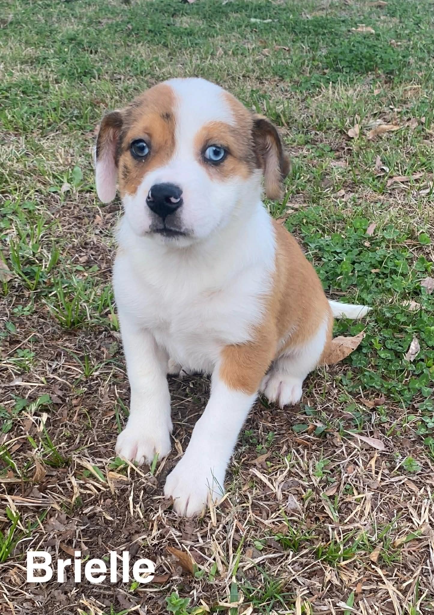 Enlarge Brielle, a Adoptable mixed breed in WORCESTER, MA image 4/6
