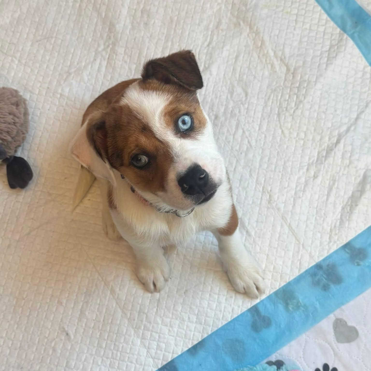 Enlarge Brielle, a Adoptable mixed breed in WORCESTER, MA image 2/6