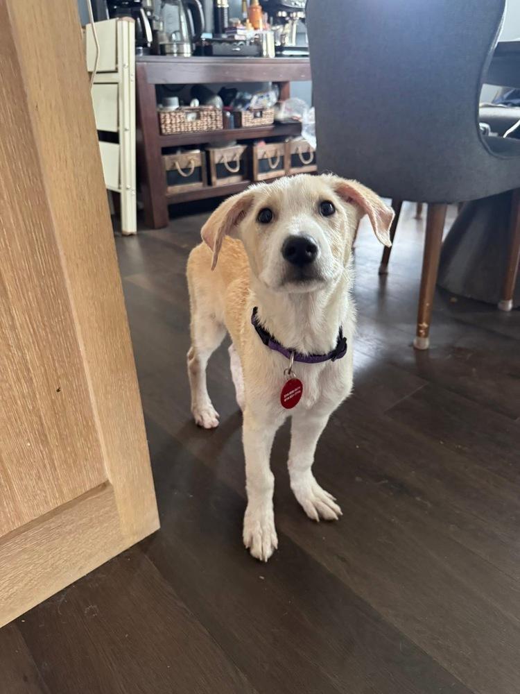 26-020 Juniper, Adoptable, Puppy Female Labrador Retriever & Great Pyrenees.