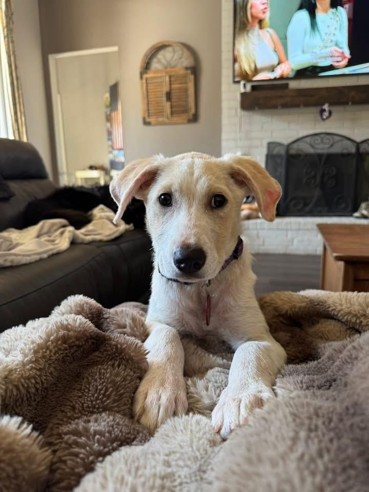26-020 Juniper, a Adoptable mixed breed in Richardson, TX image 2/6