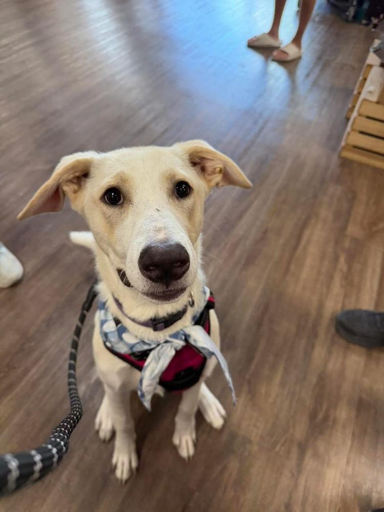 26-020 Juniper, a Adoptable mixed breed in Richardson, TX image 3/6
