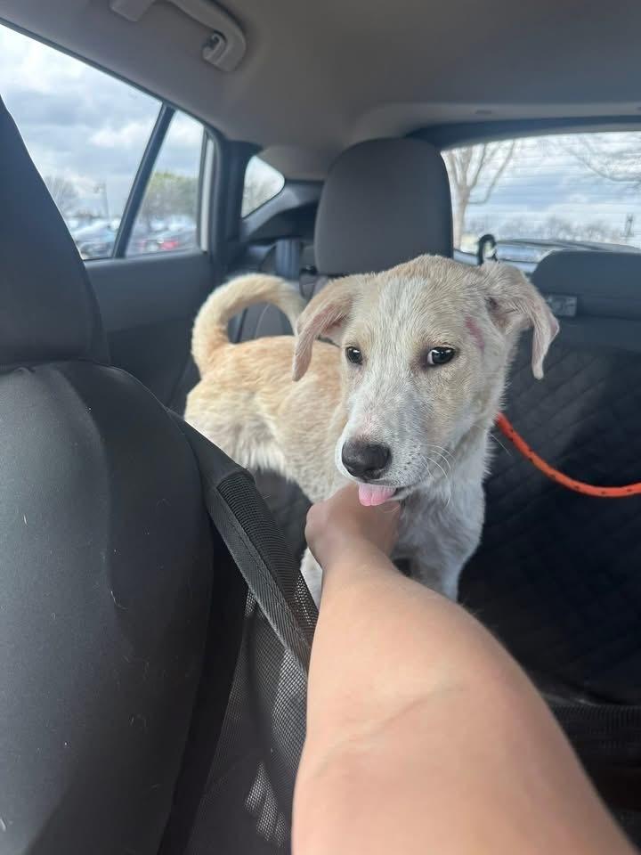 26-020 Juniper, a Adoptable mixed breed in Richardson, TX image 6/6