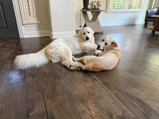 26-020 Juniper, a Adoptable mixed breed in Richardson, TX image 6/6