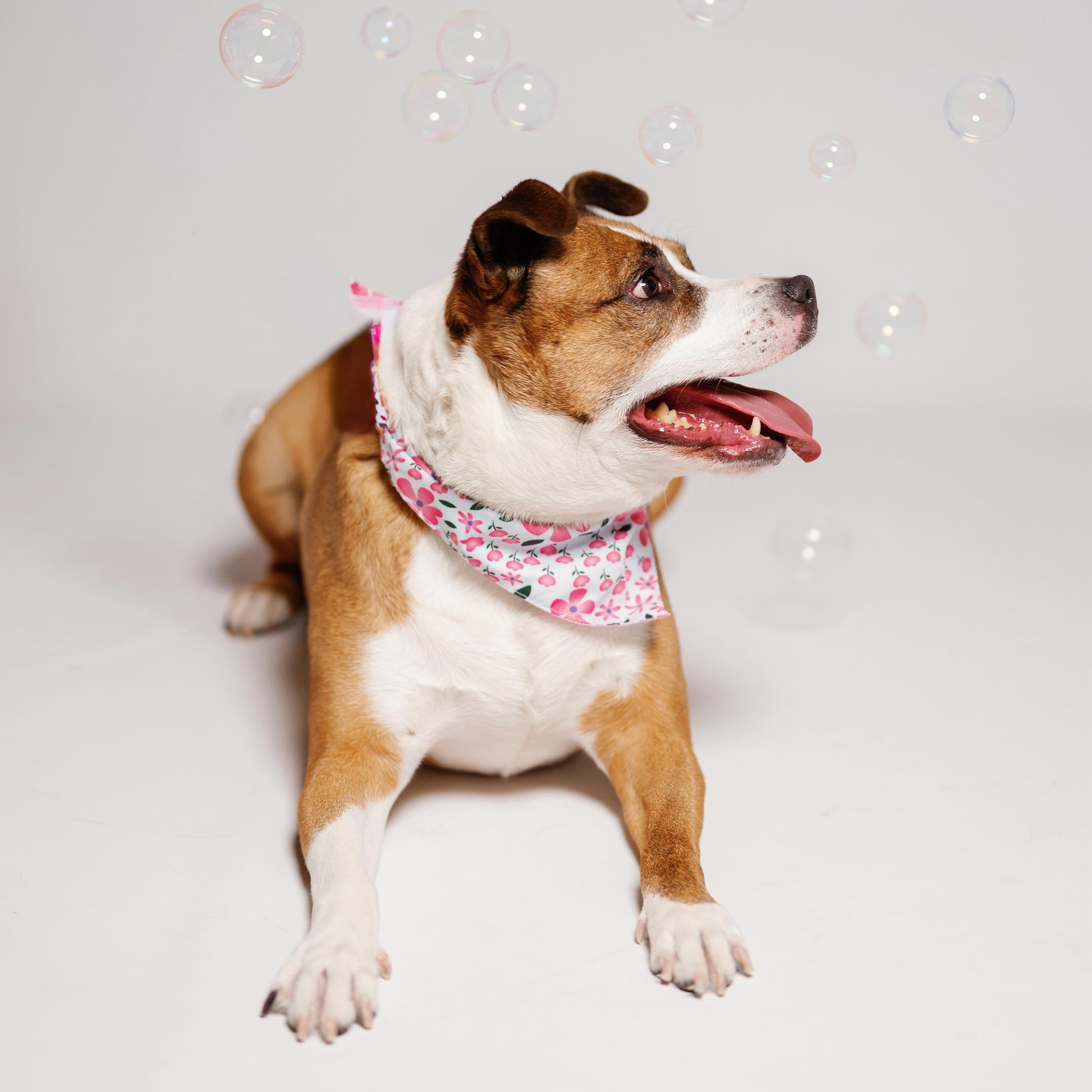 Suzie, a Adoptable mixed breed in clinton, NJ image 5/6