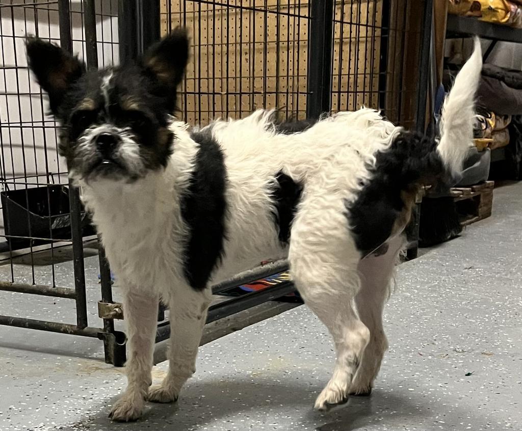 Salt, Adoptable, Adult Male Brussels Griffon & Mixed Breed.