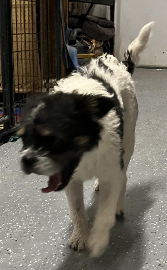 Enlarge Salt, a Adoptable mixed breed in Pahrump, NV image 2/6