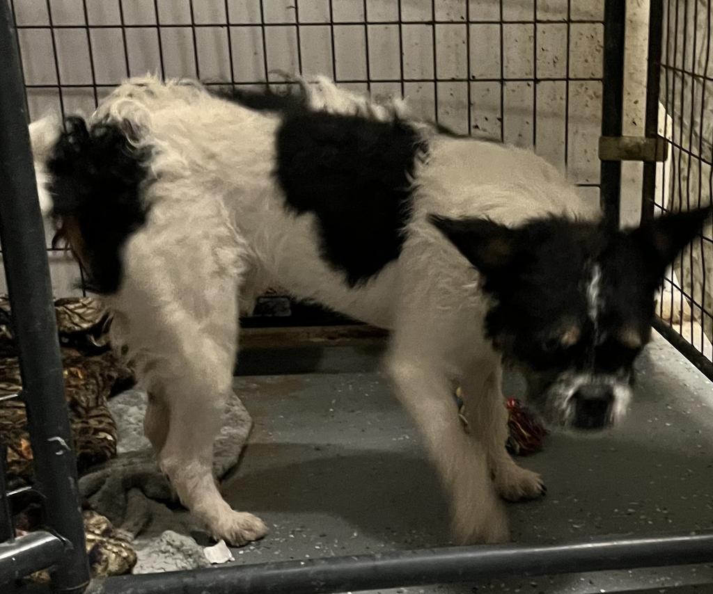Enlarge Salt, a Adoptable mixed breed in Pahrump, NV image 4/6