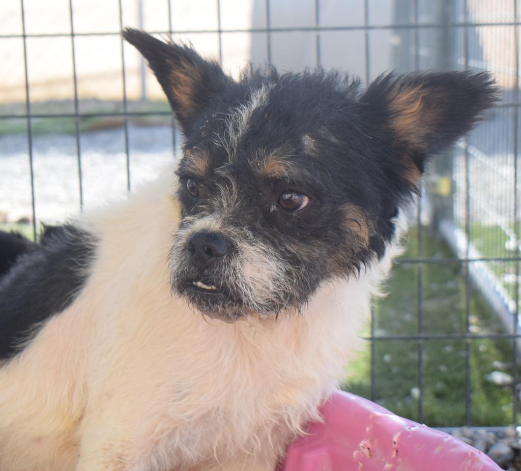 Enlarge Salt, a Adoptable mixed breed in Pahrump, NV image 5/6