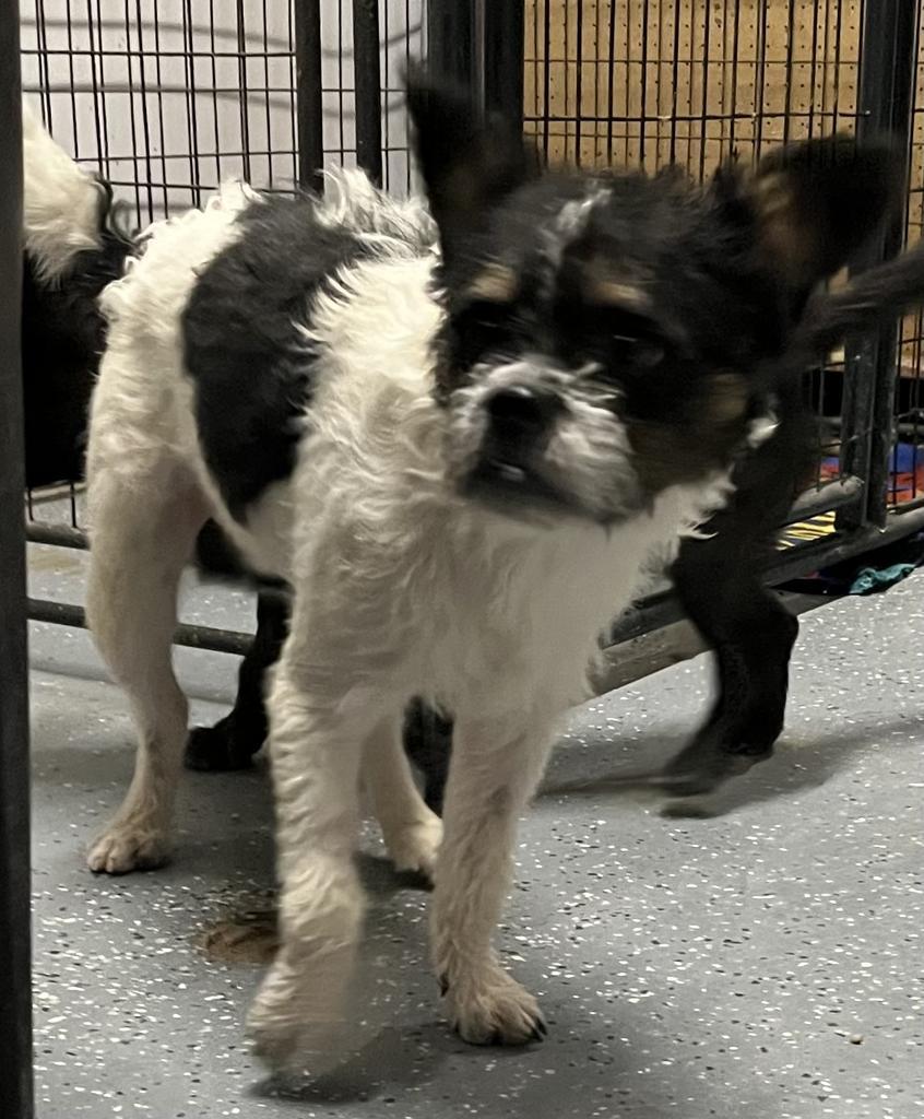 Enlarge Salt, a Adoptable mixed breed in Pahrump, NV image 6/6
