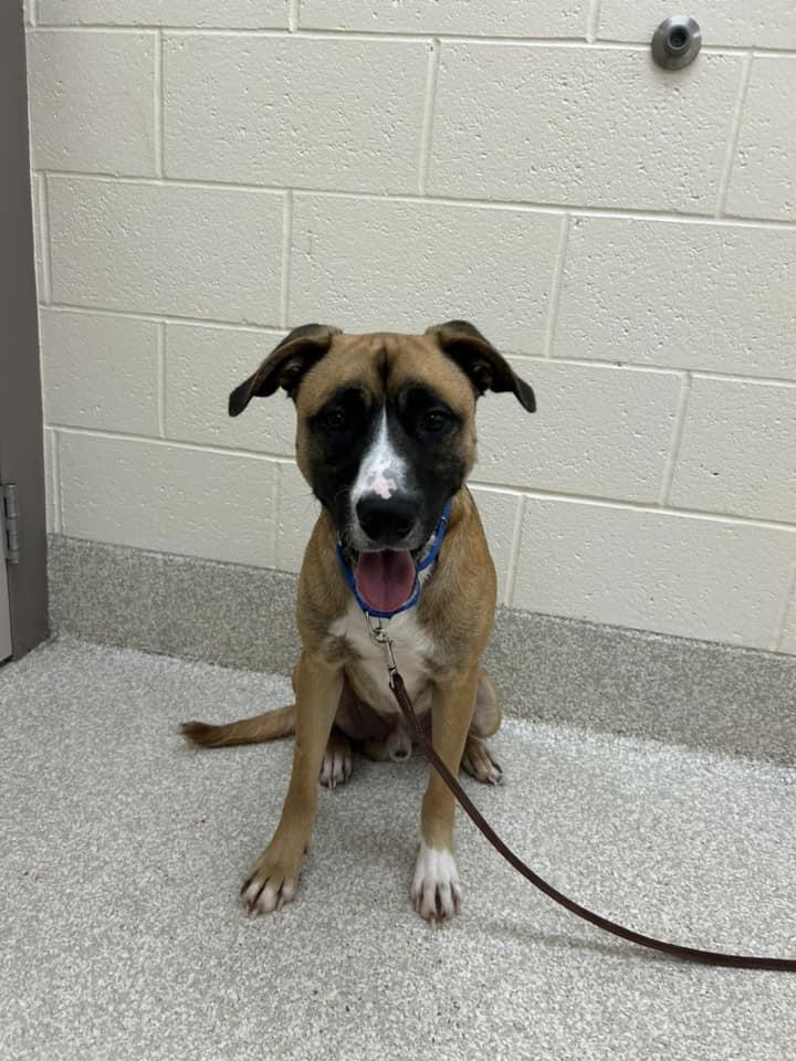 MARTY, Adoptable, Adult Male German Shepherd Dog & Labrador Retriever.
