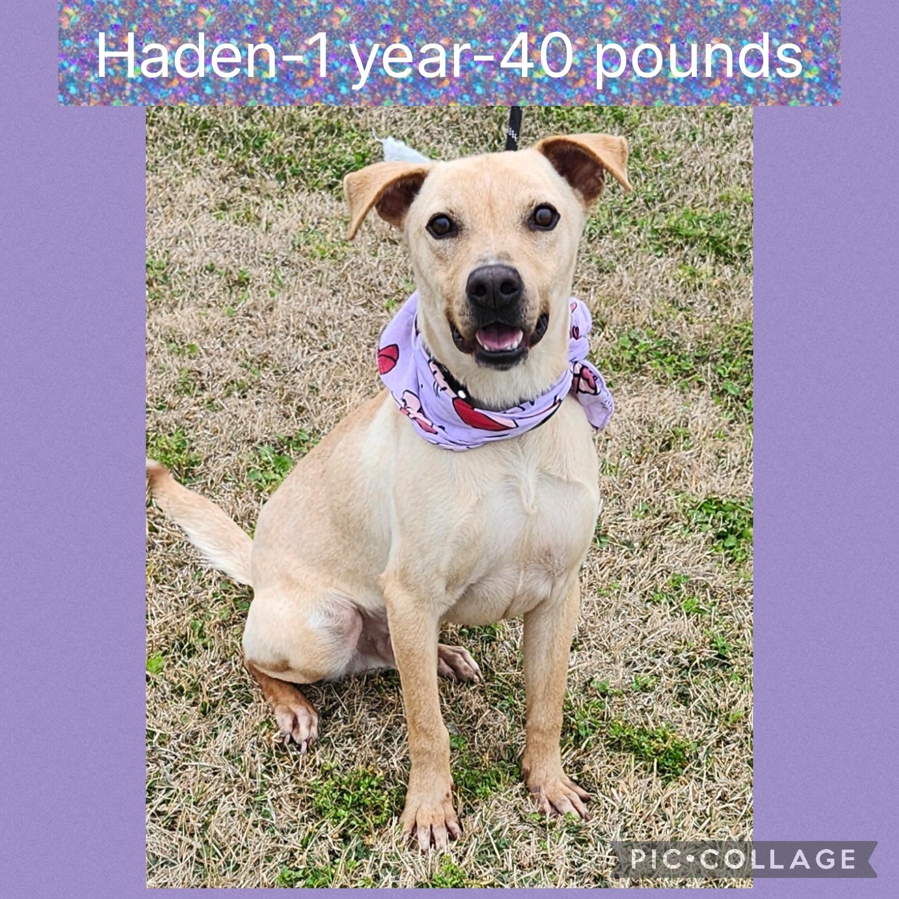 Haden, ADOPTABLE, Adult Male Mixed Breed.