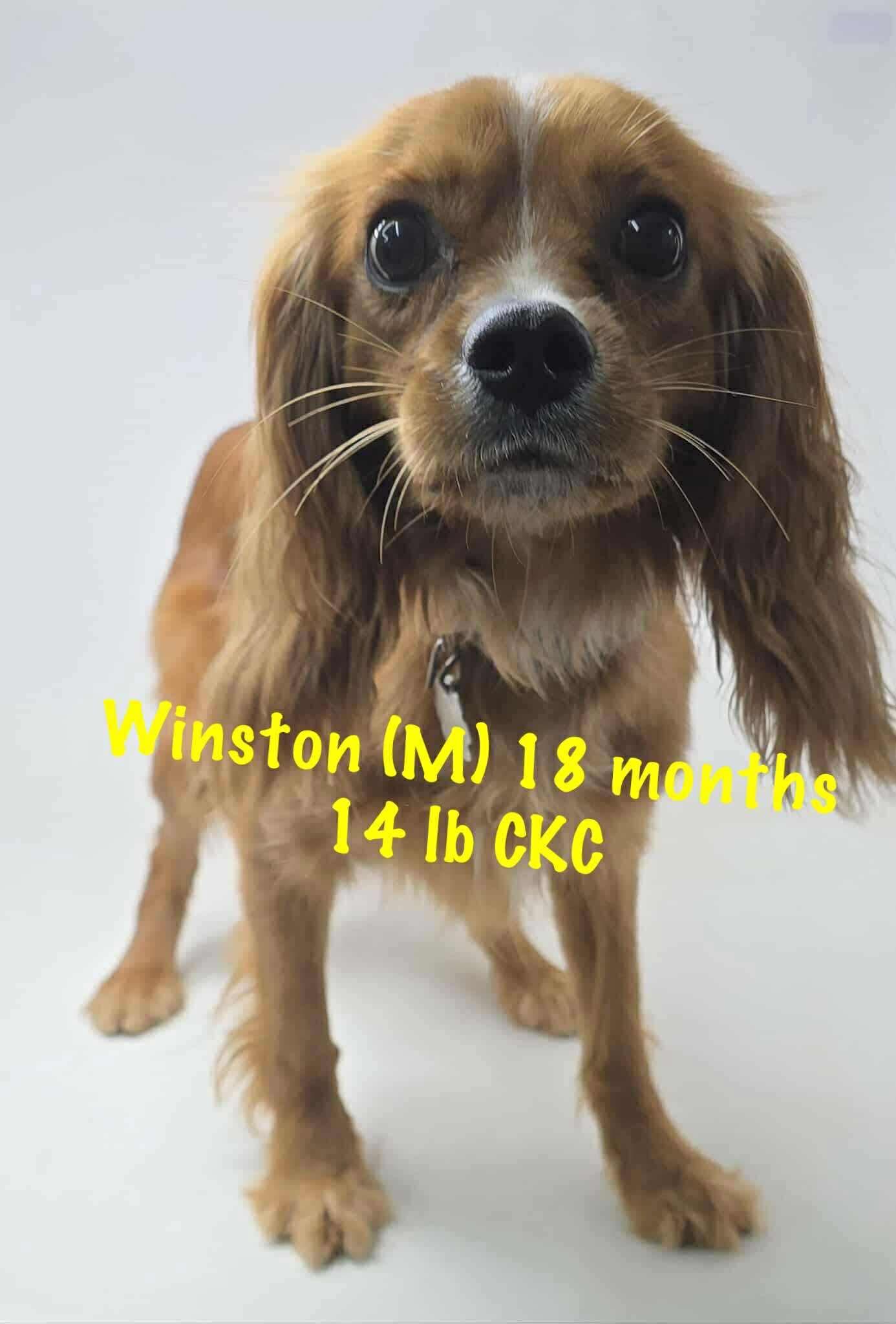 Winston, Adopted, Young Male Cavalier King Charles Spaniel.