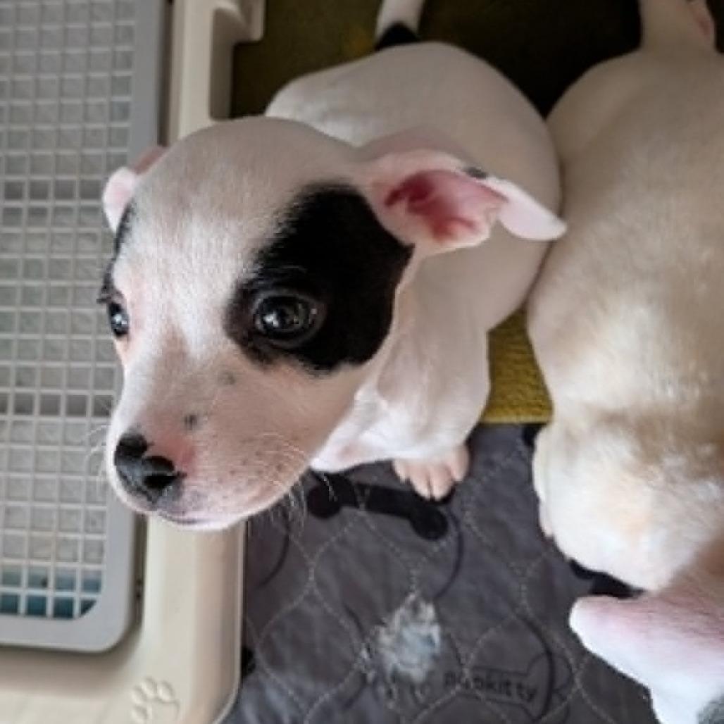 Michelle, Adoptable, Puppy Female Chihuahua & Mixed Breed.