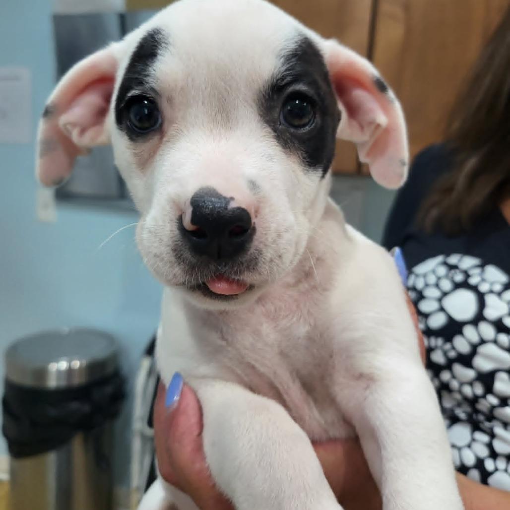 Enlarge Michelle, a Adoptable mixed breed in Seminole, FL image 2/2