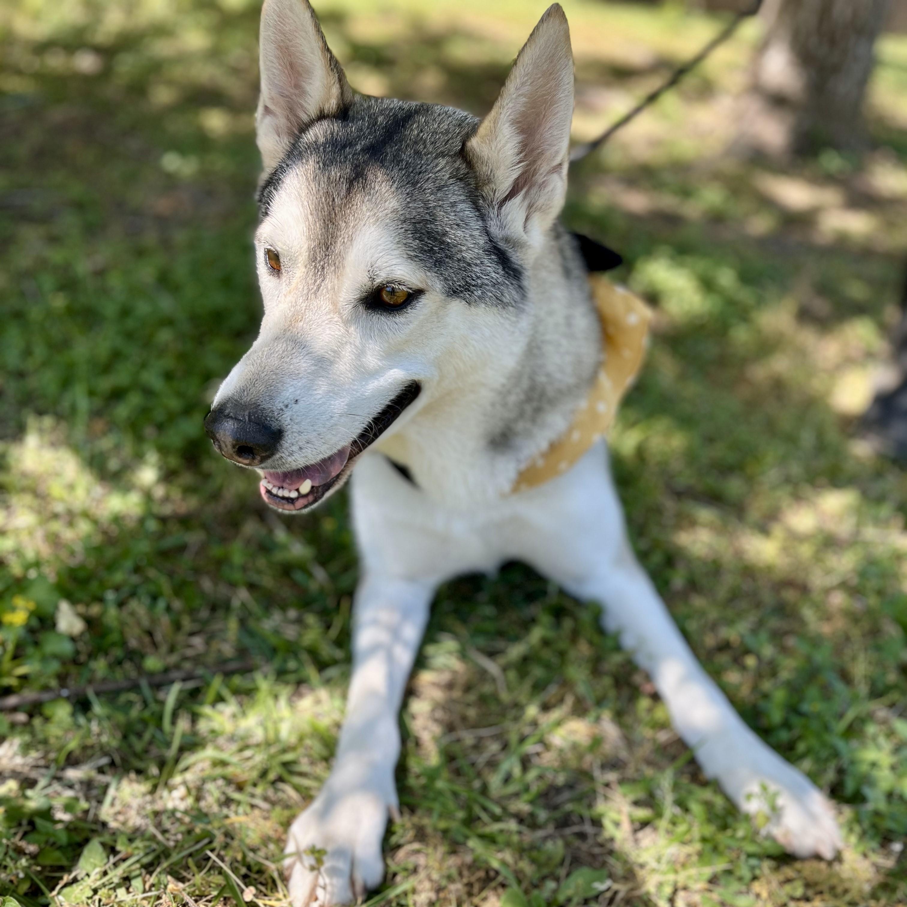 Kiwi — thumbnail 5