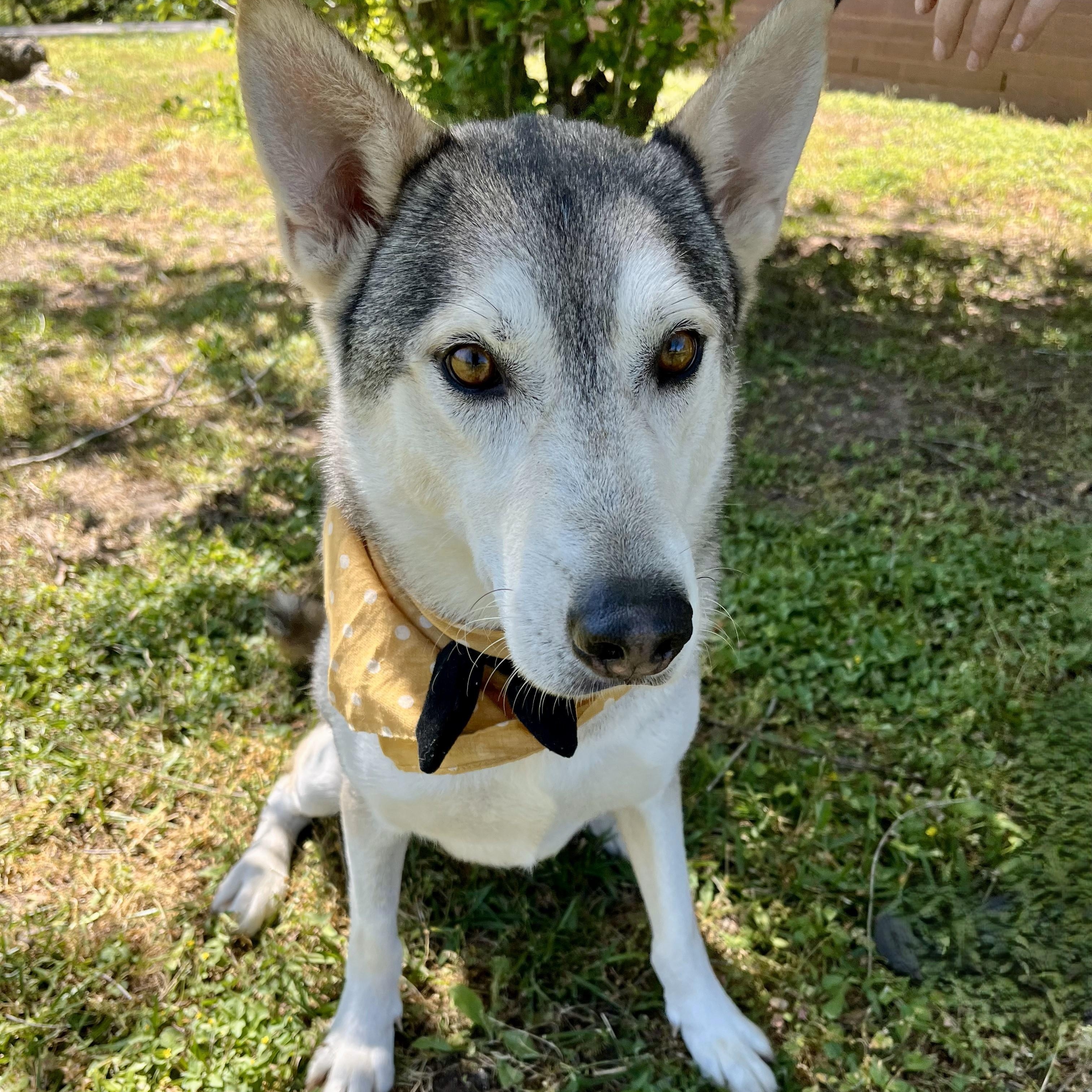 Kiwi — thumbnail 6