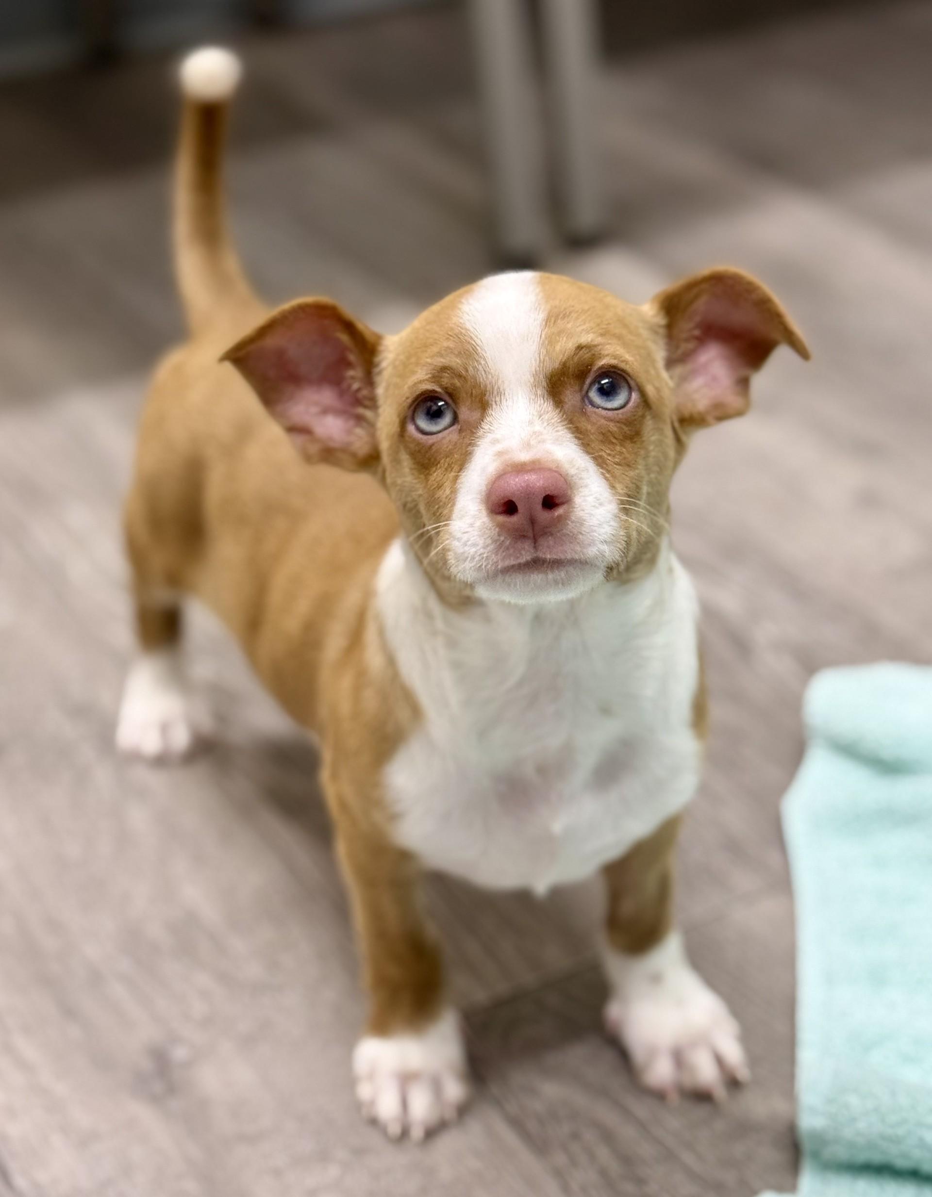 Enlarge Fitz, a ADOPTABLE mixed breed in Los Alamitos, CA image 3/6