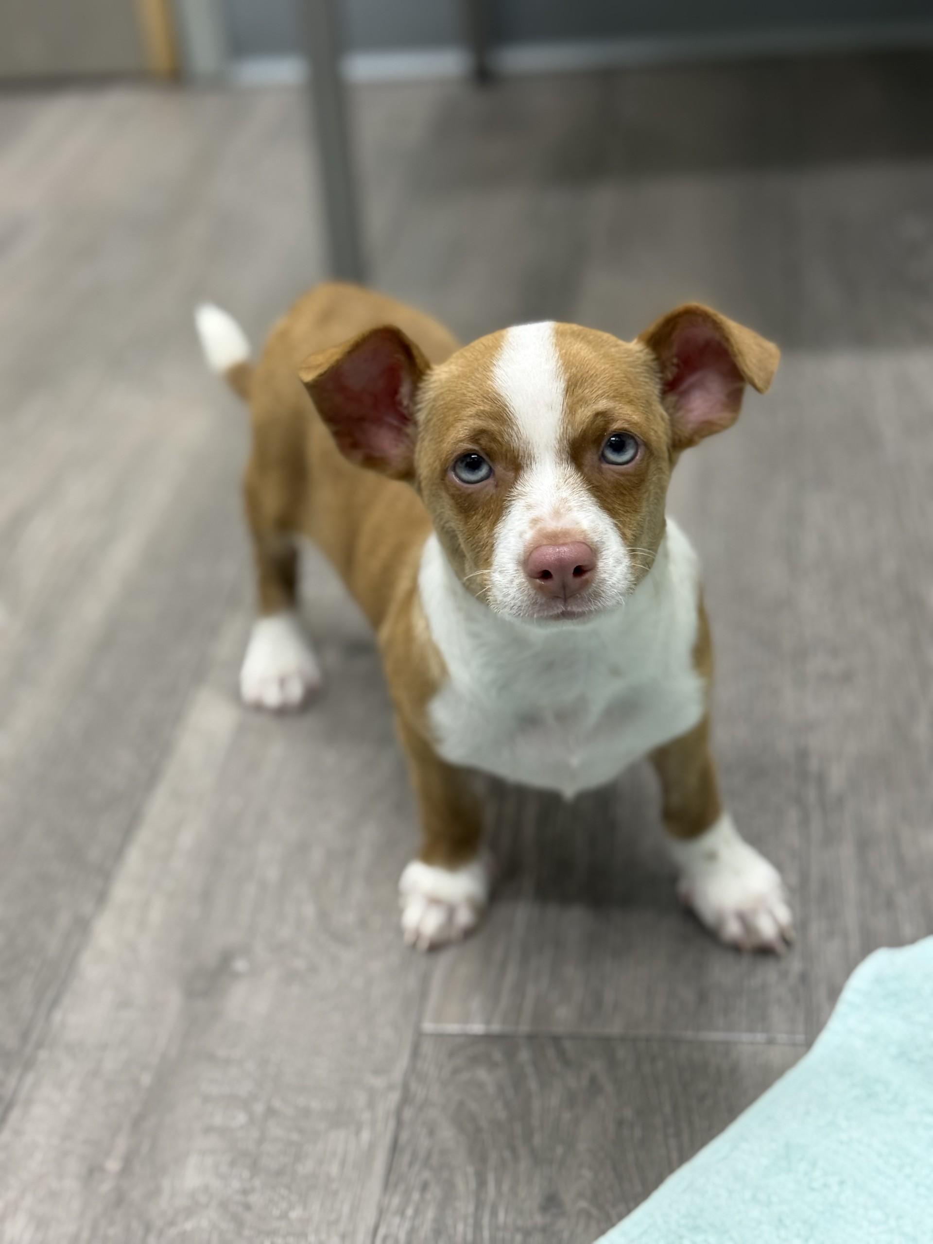 Enlarge Fitz, a ADOPTABLE mixed breed in Los Alamitos, CA image 4/6