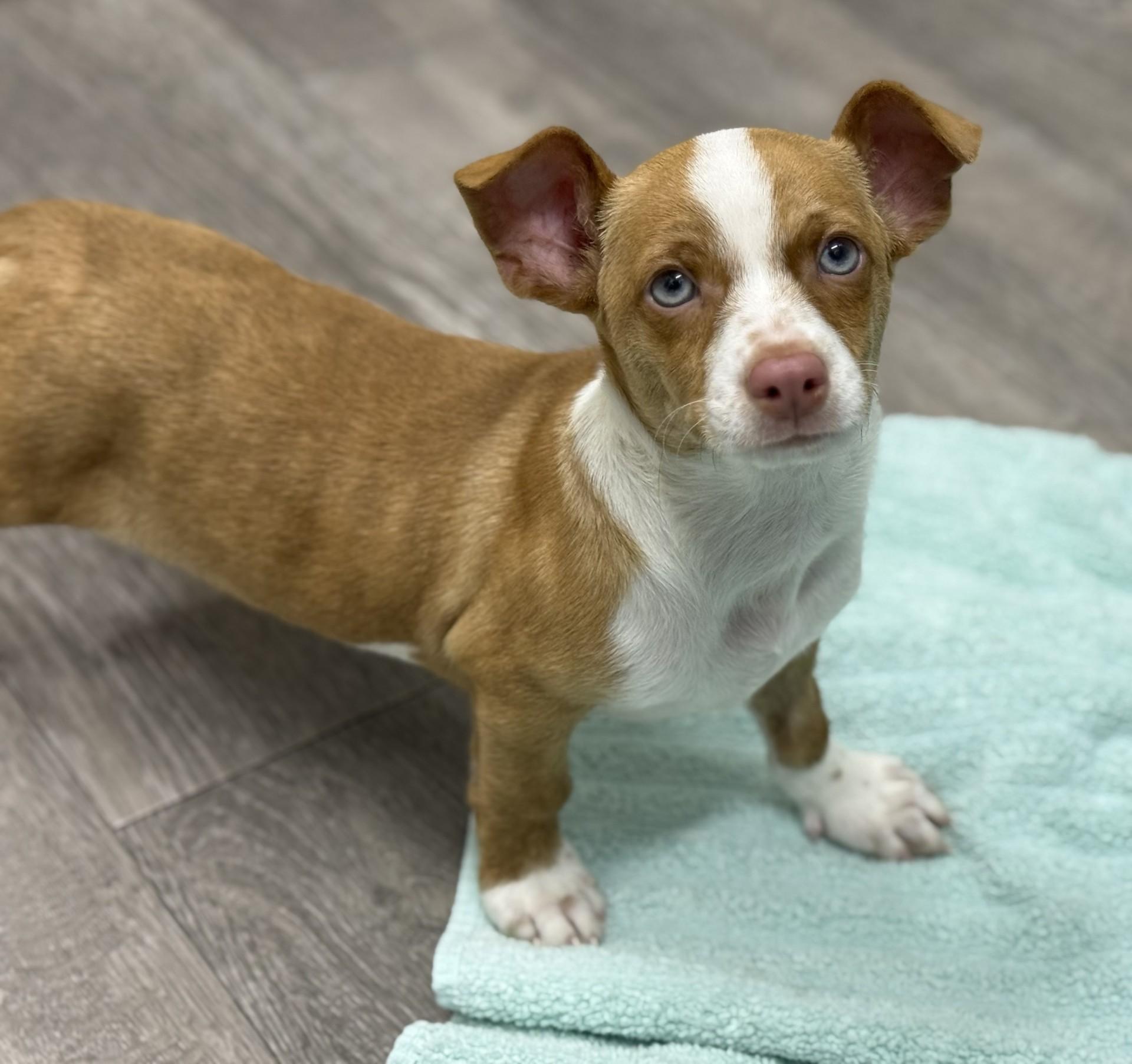 Enlarge Fitz, a ADOPTABLE mixed breed in Los Alamitos, CA image 2/6