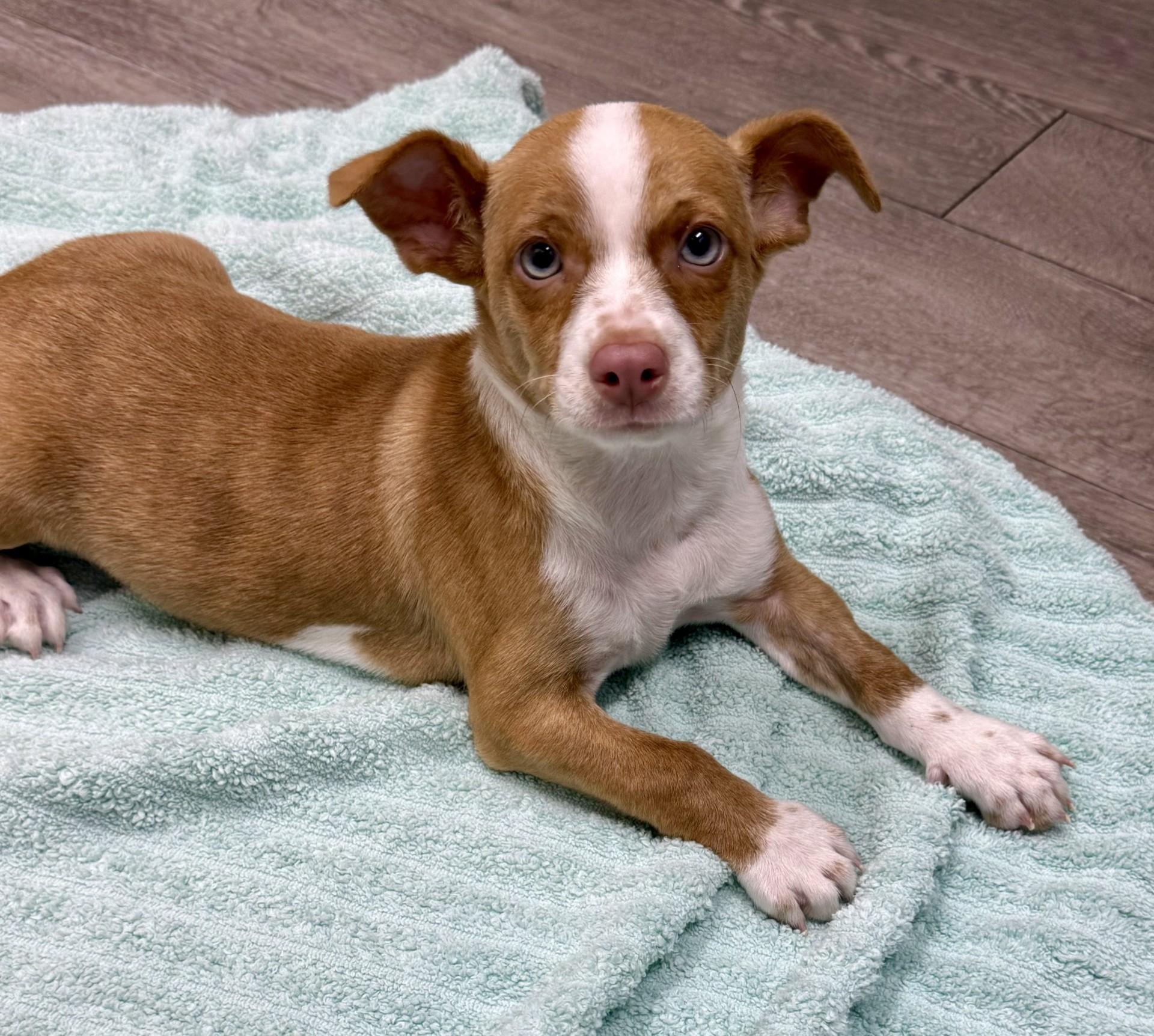 Enlarge Fitz, a ADOPTABLE mixed breed in Los Alamitos, CA image 6/6