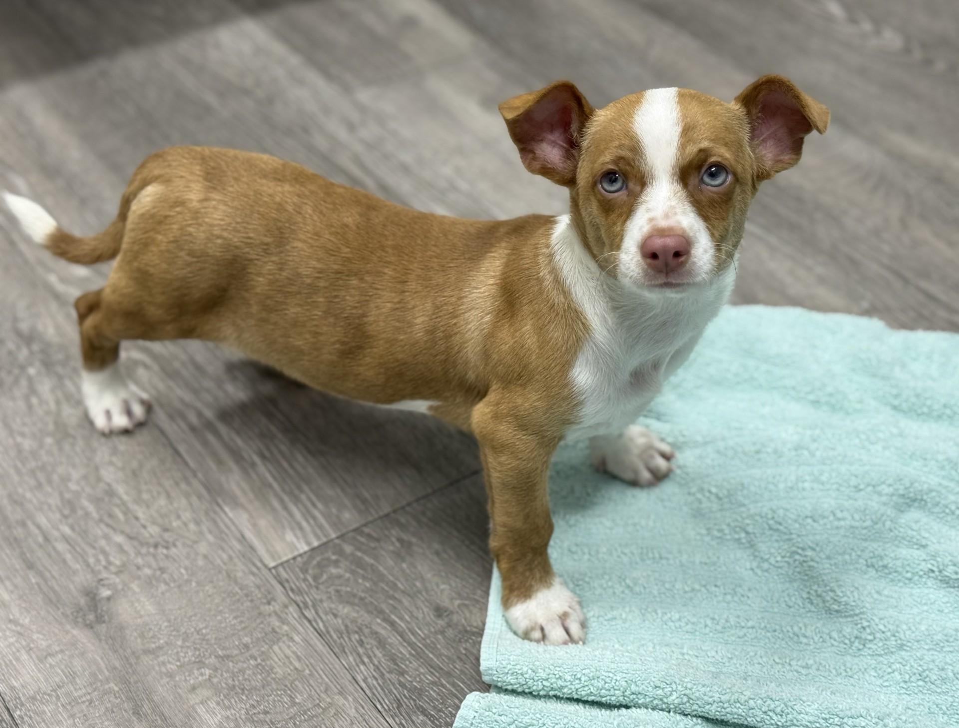 Enlarge Fitz, a ADOPTABLE mixed breed in Los Alamitos, CA image 5/6