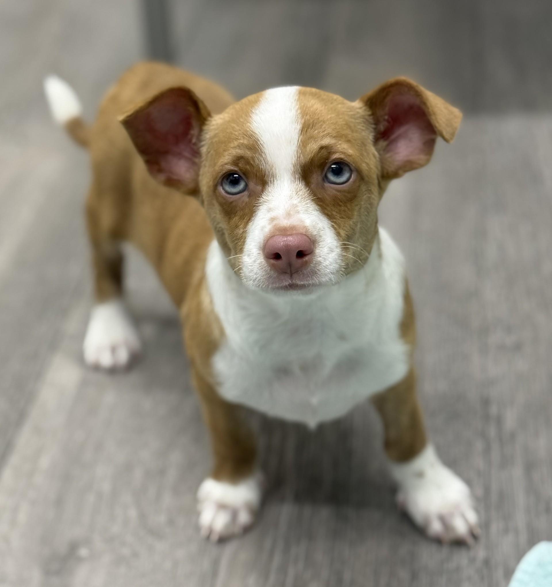 Fitz, ADOPTABLE, Puppy Male Terrier & Corgi.