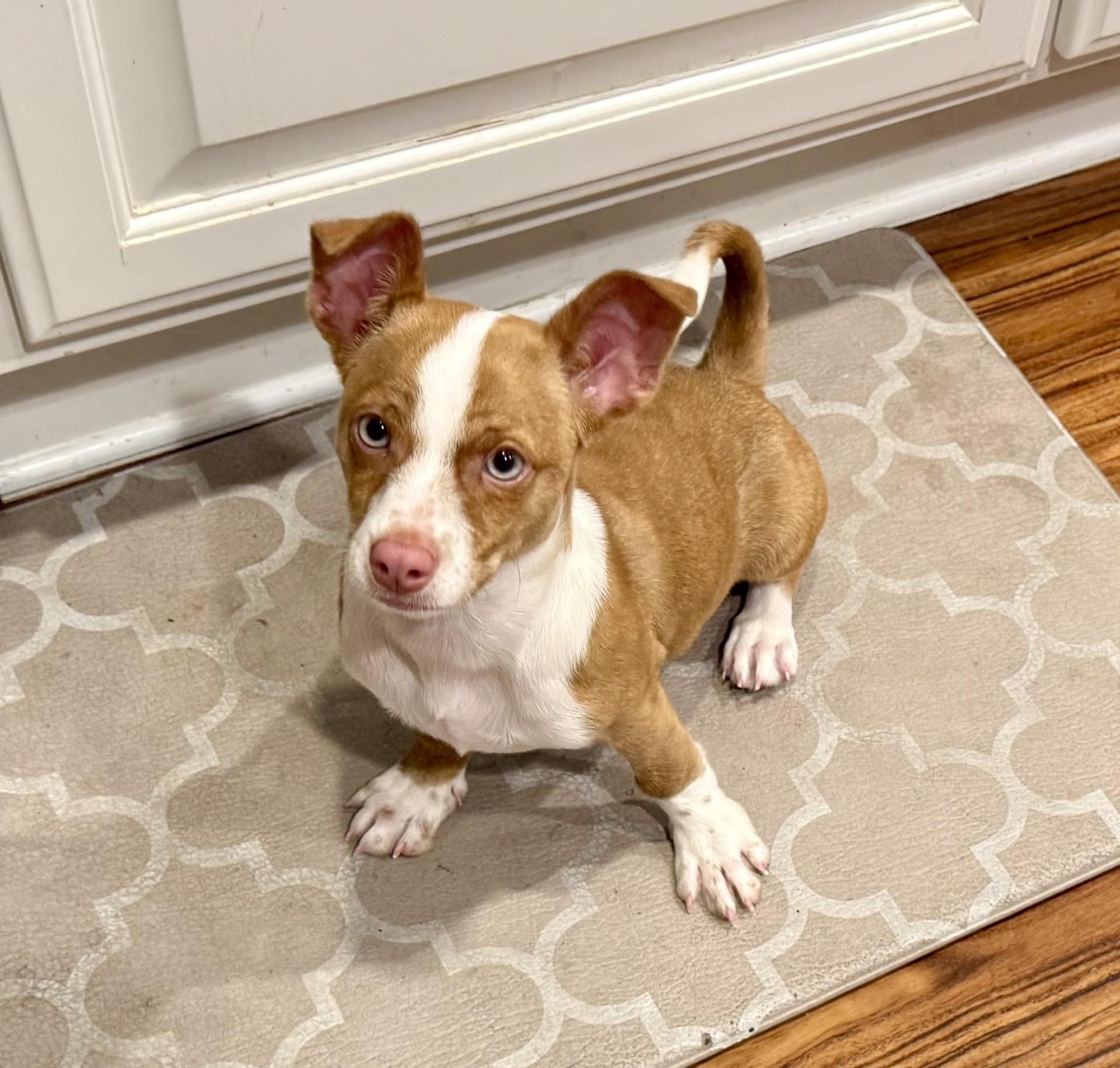 Fitz, ADOPTABLE, Puppy Male Terrier & Corgi.