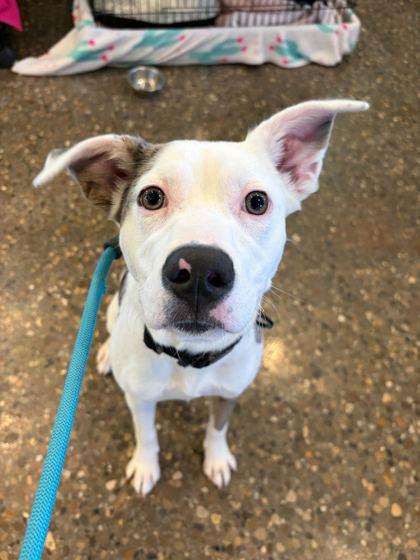 Enlarge Silly Bands, a Adoptable mixed breed in Louisville, KY image 1/2