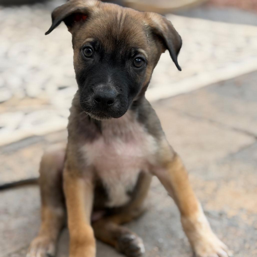 Enlarge Vincent, a Adoptable mixed breed in Las Vegas, NV image 1/2