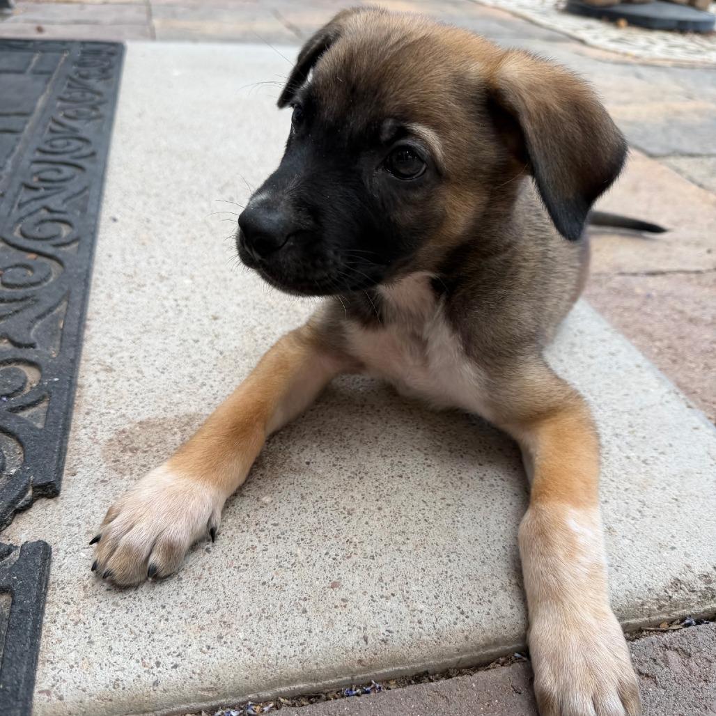 Enlarge Vincent, a Adoptable mixed breed in Las Vegas, NV image 2/2