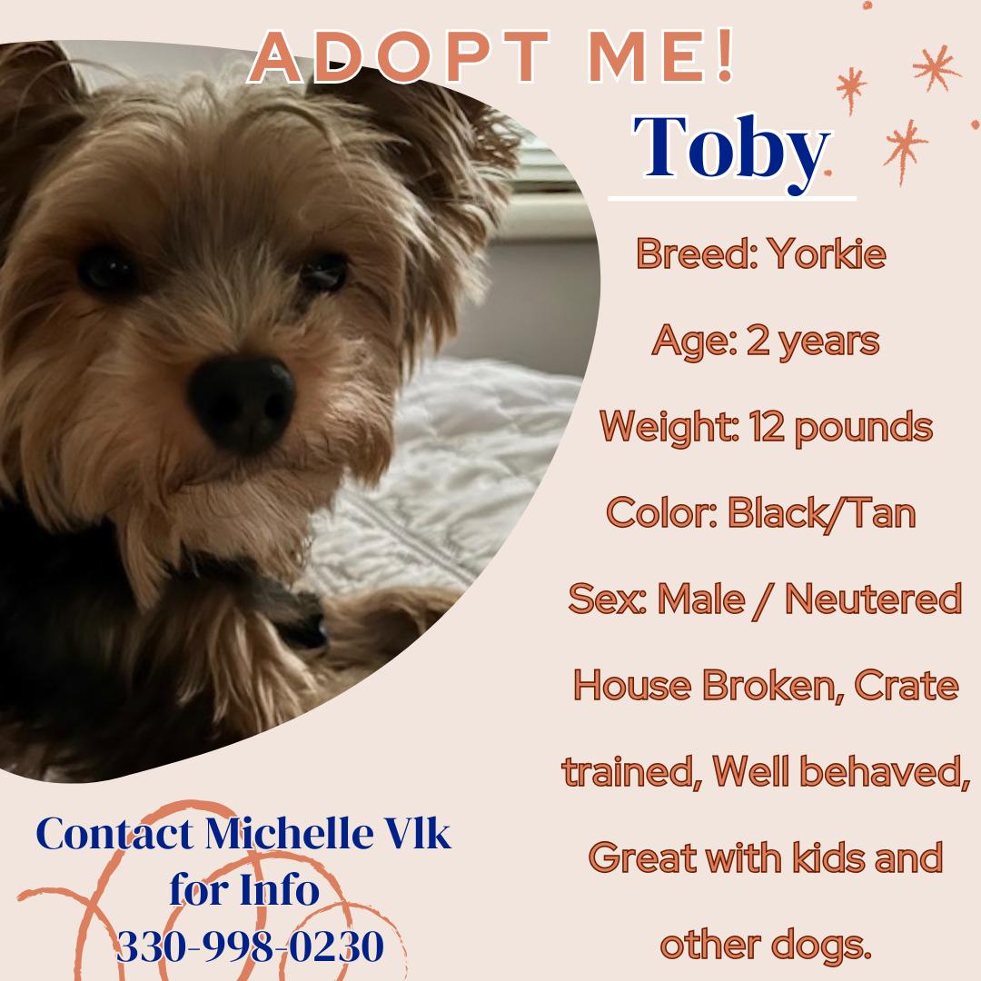 Toby, ADOPTABLE, Young Male Yorkshire Terrier.