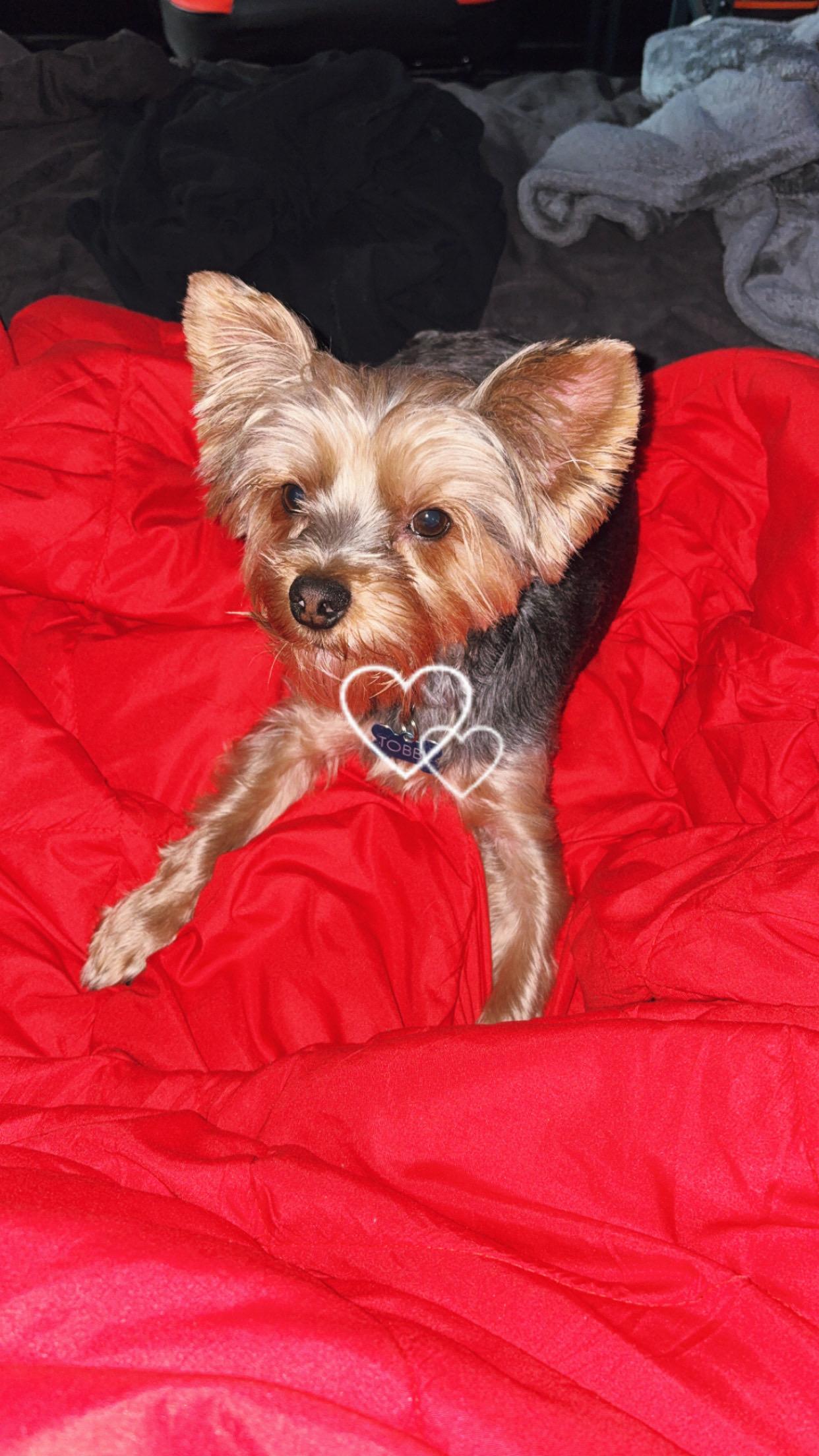 Enlarge Toby, a ADOPTABLE Yorkshire Terrier in Independence, OH image 3/4