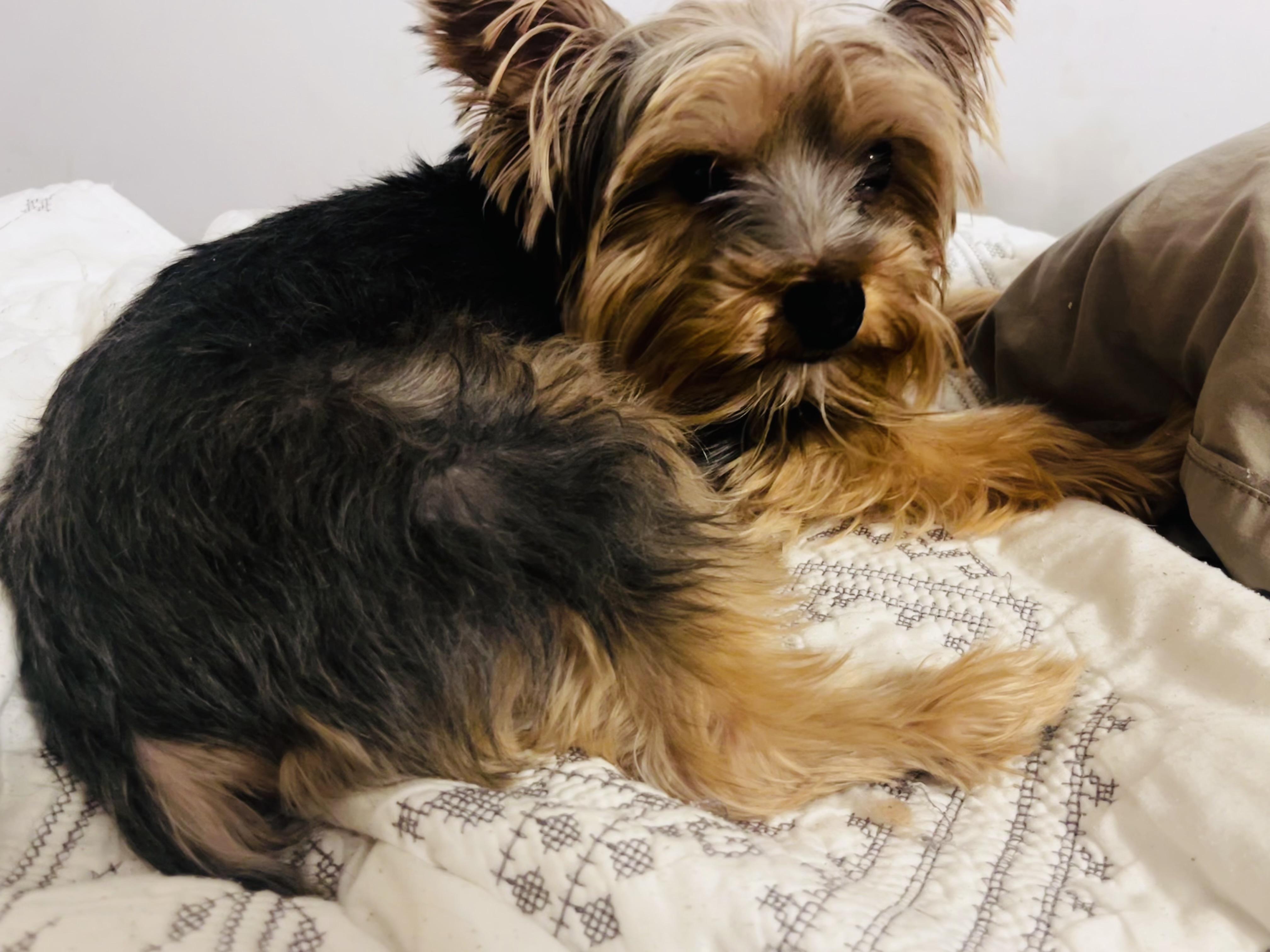 Enlarge Toby, a ADOPTABLE Yorkshire Terrier in Independence, OH image 4/4