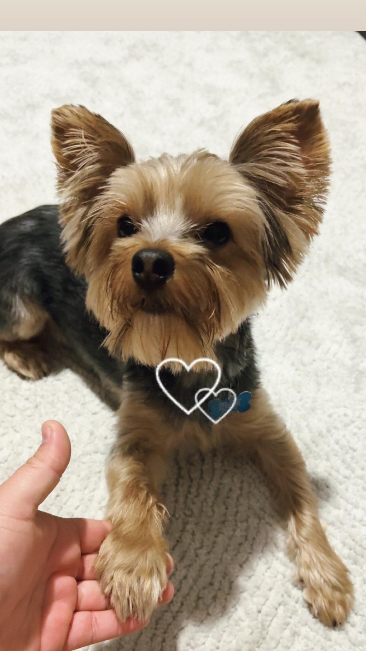 Enlarge Toby, a ADOPTABLE Yorkshire Terrier in Independence, OH image 2/4