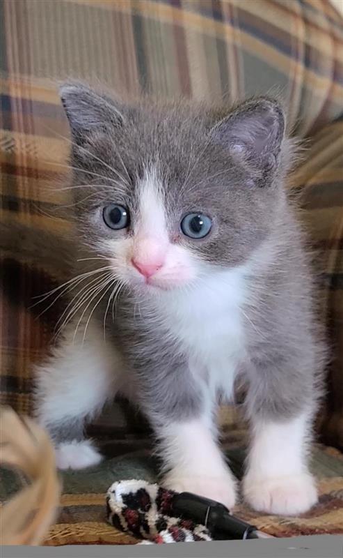George, Adoptable, Kitten Male Domestic Short Hair.