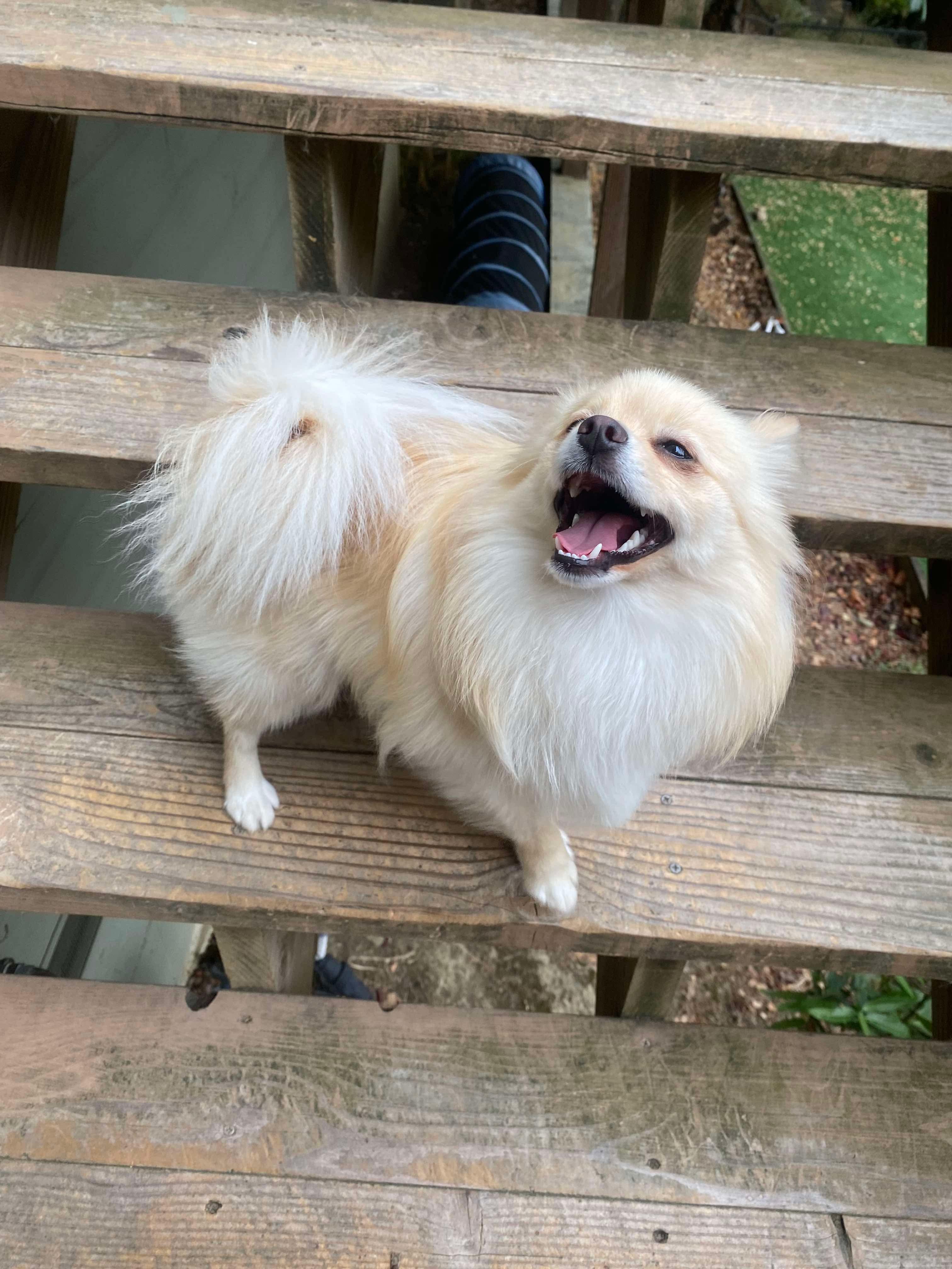 Enlarge Tapi, a Adopted Pomeranian in San Francisco, CA image 1/1