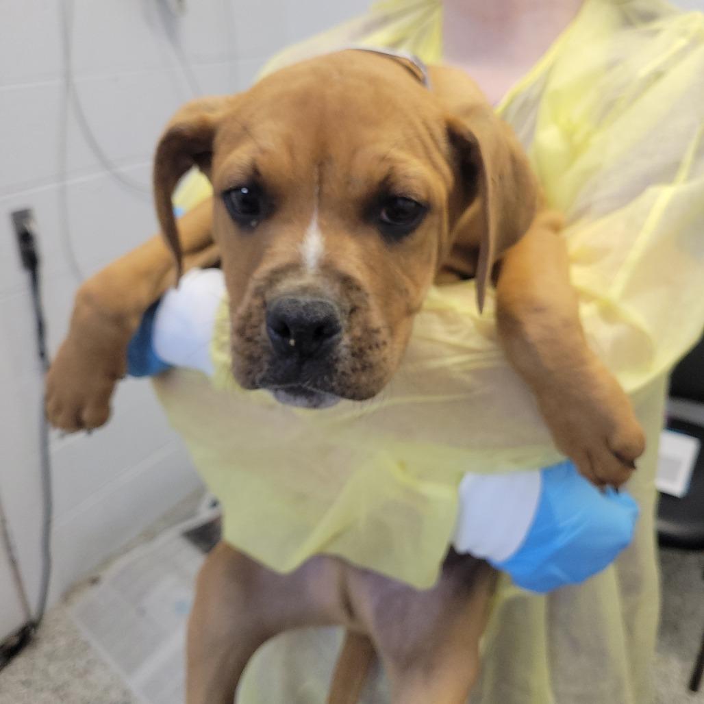 Enlarge Radagon, a Adoptable mixed breed in Hattiesburg, MS image 1/3