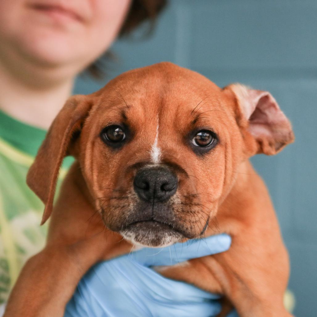 Enlarge Radagon, a Adoptable mixed breed in Hattiesburg, MS image 2/3