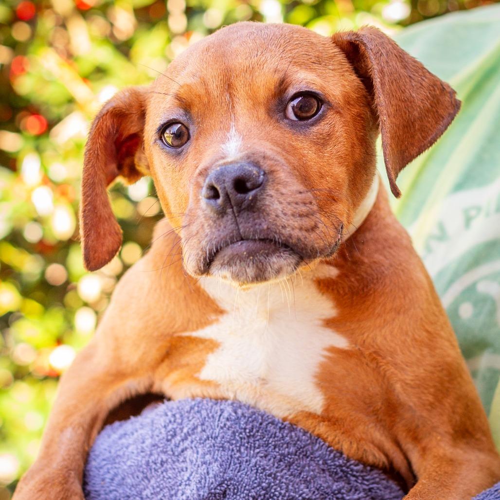 Enlarge Radagon, a Adoptable mixed breed in Hattiesburg, MS image 3/3