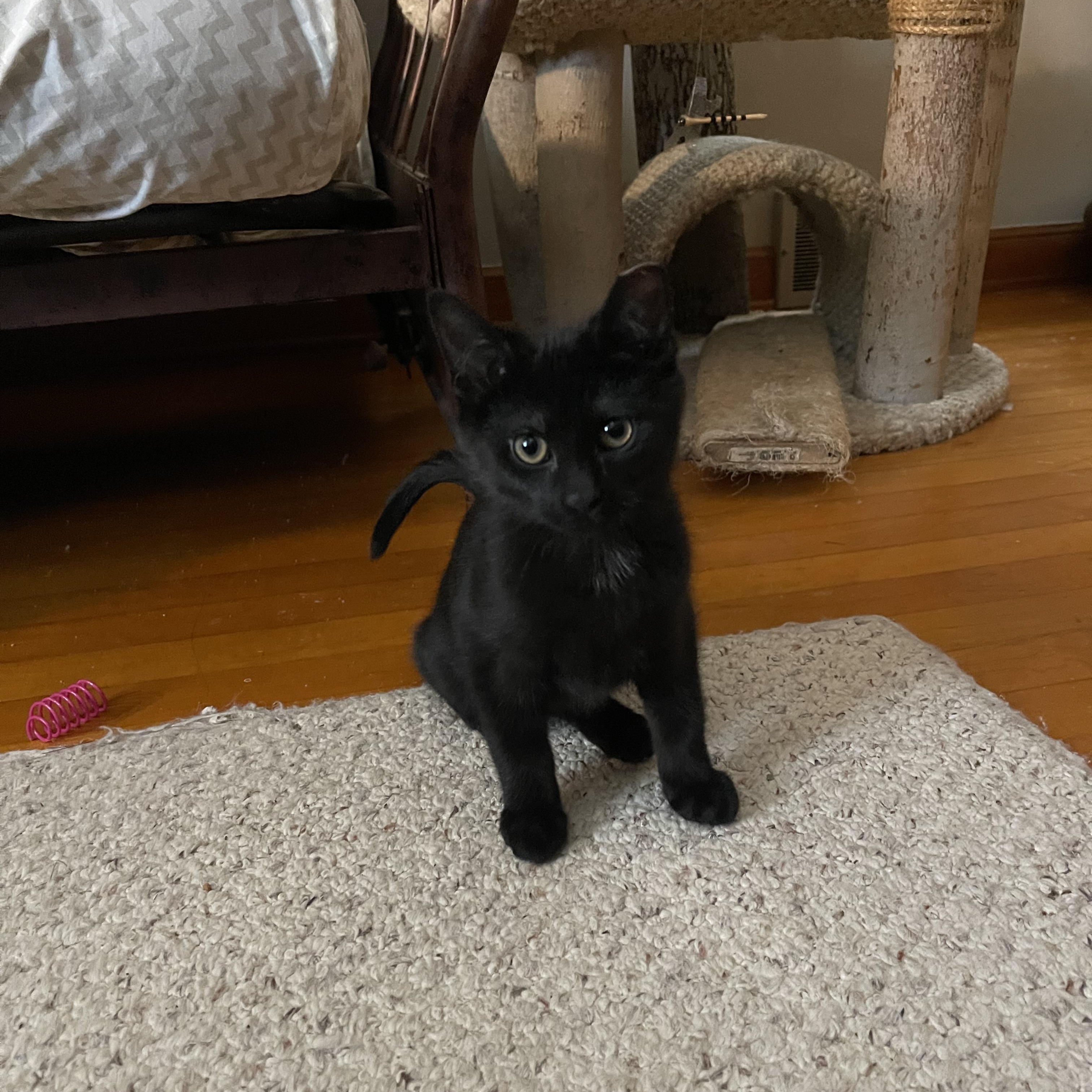 Trapper John, Adoptable, Kitten Male Domestic Short Hair.