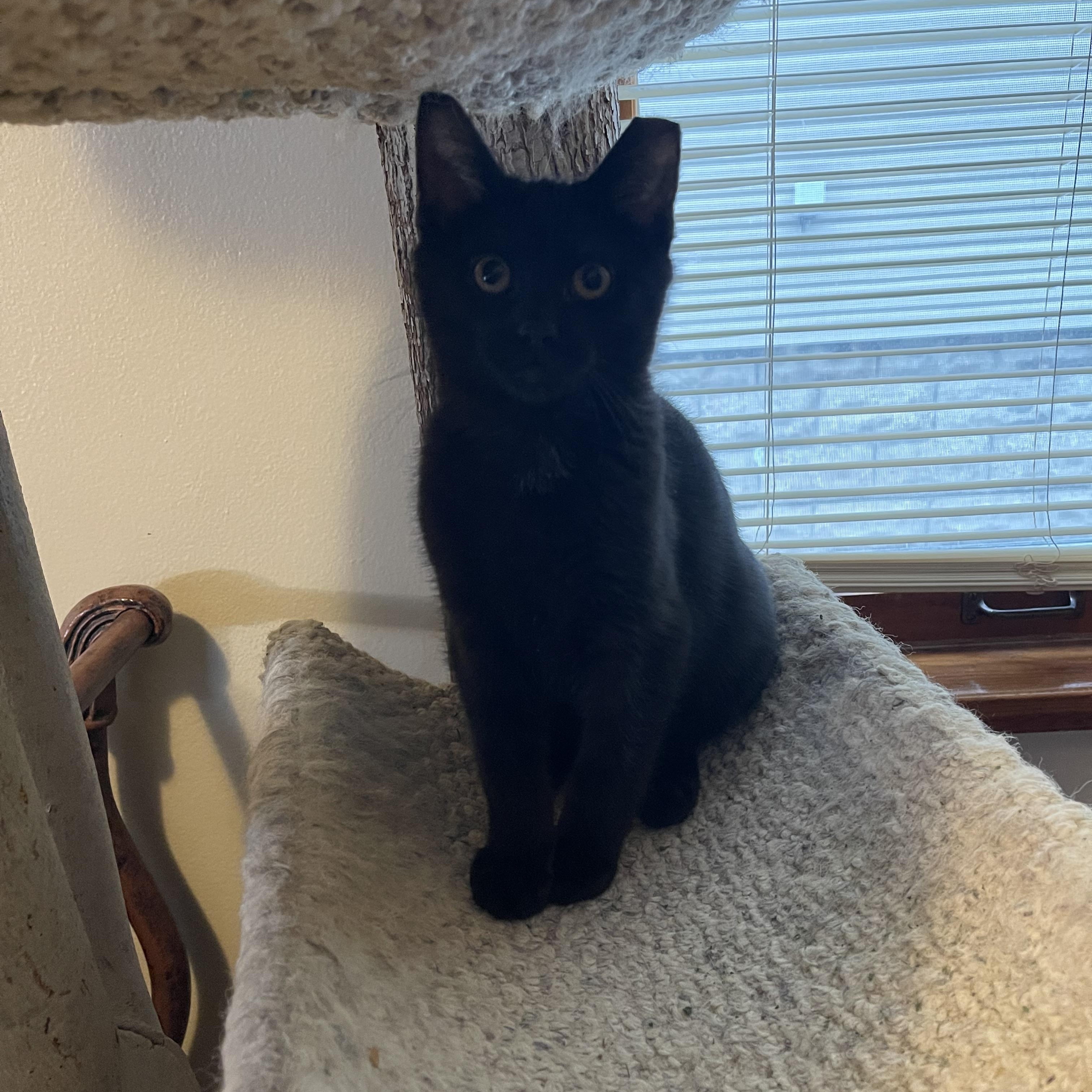 Enlarge Trapper John, a Adoptable mixed breed in Milwaukee, WI image 2/4