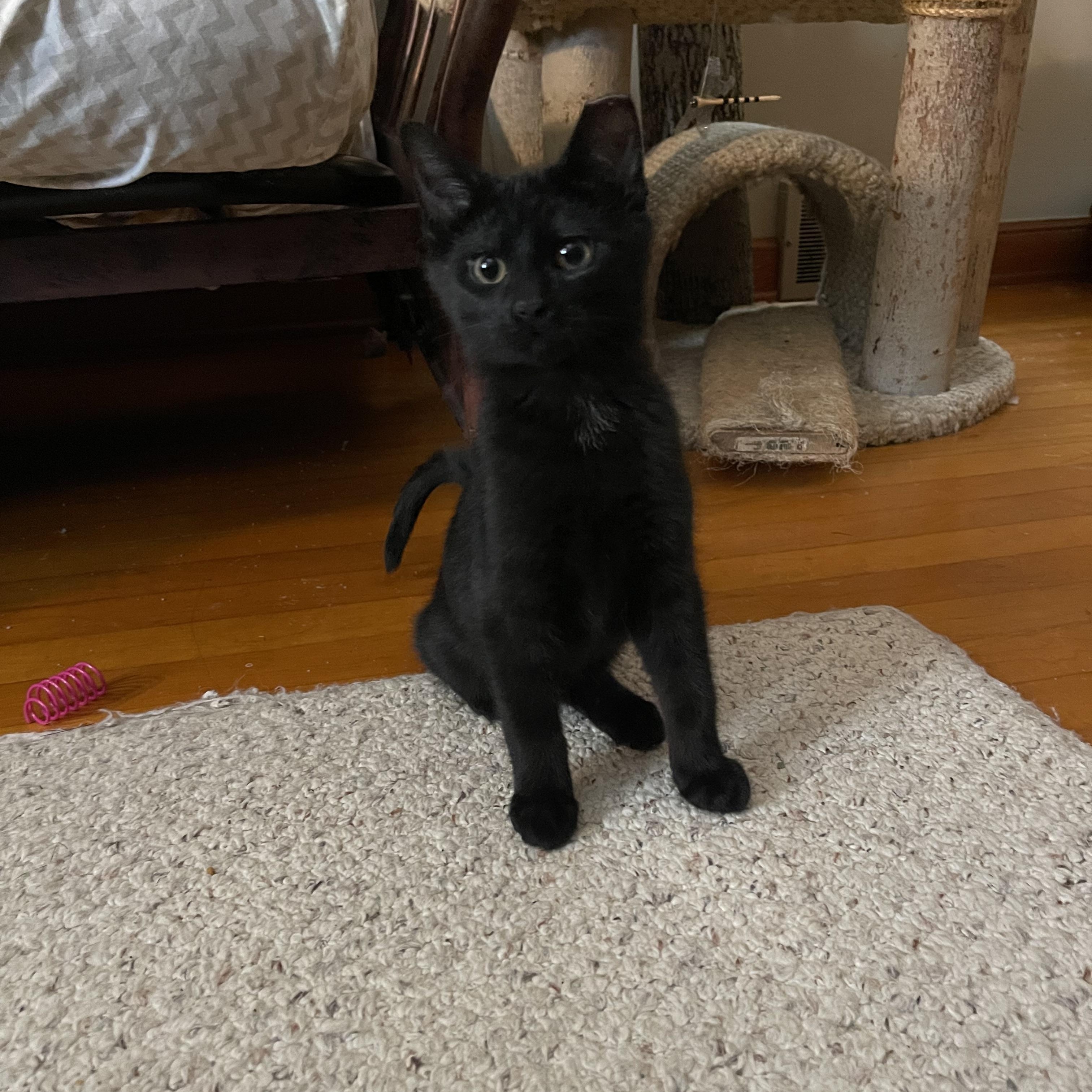 Enlarge Trapper John, a Adoptable mixed breed in Milwaukee, WI image 3/4