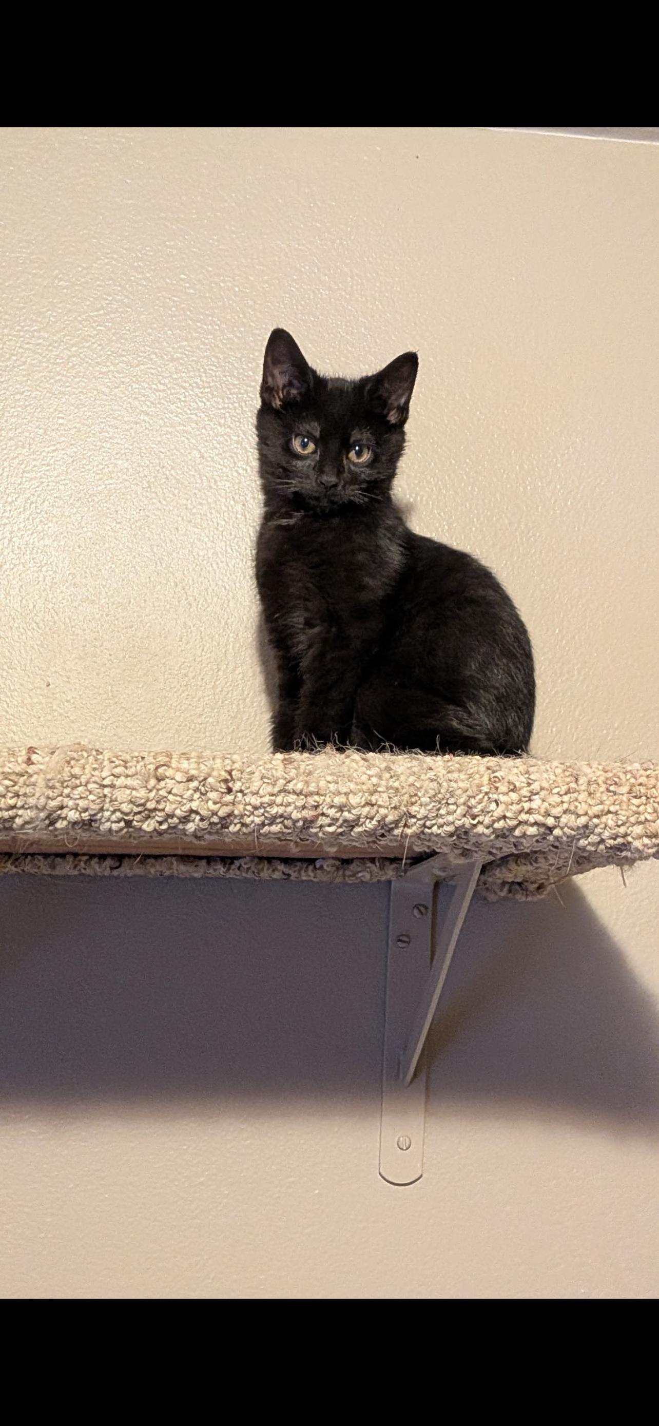 Enlarge Trapper John, a Adoptable mixed breed in Milwaukee, WI image 4/4