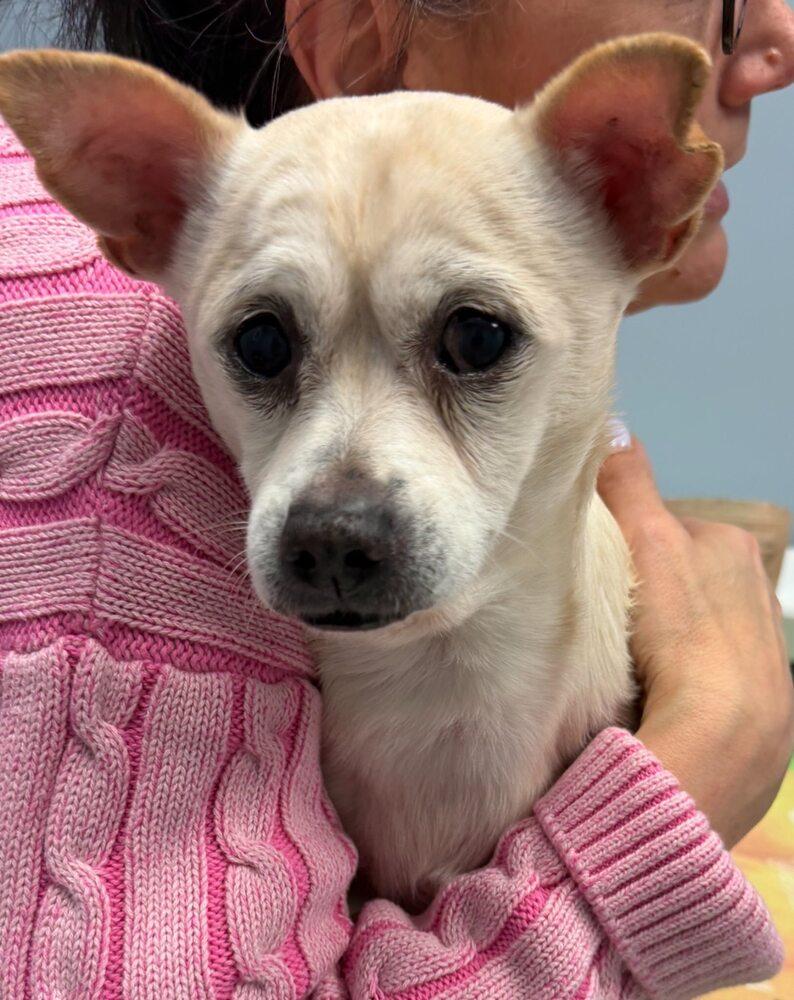 Enlarge Brandon, a Adoptable mixed breed in Huntington, NY image 2/2