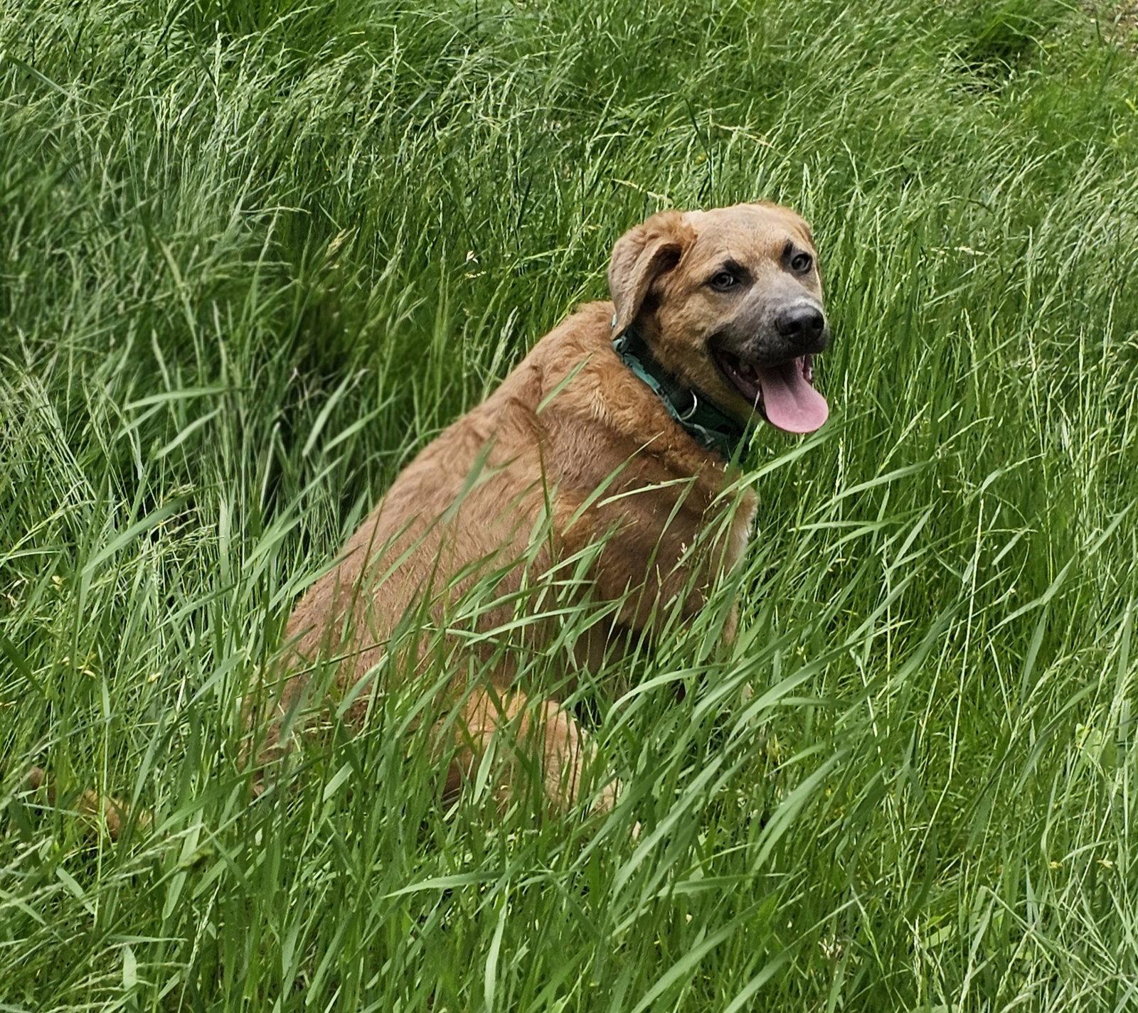Dave, Adoptable, Puppy Male Labrador Retriever & Chesapeake Bay Retriever.
