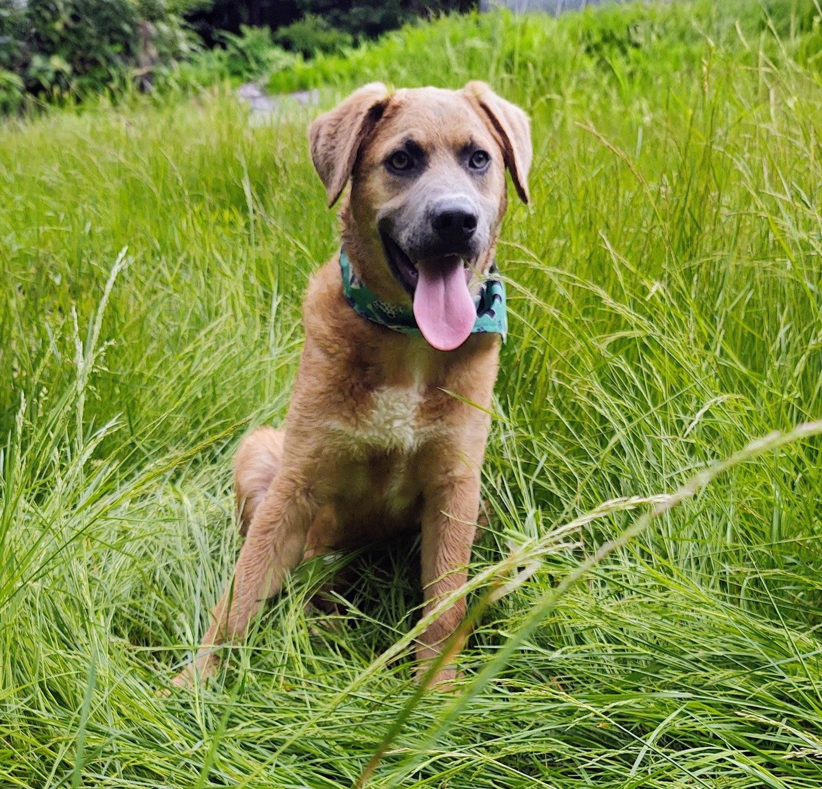 Enlarge Dave, a Adoptable mixed breed in Croydon, NH image 3/3