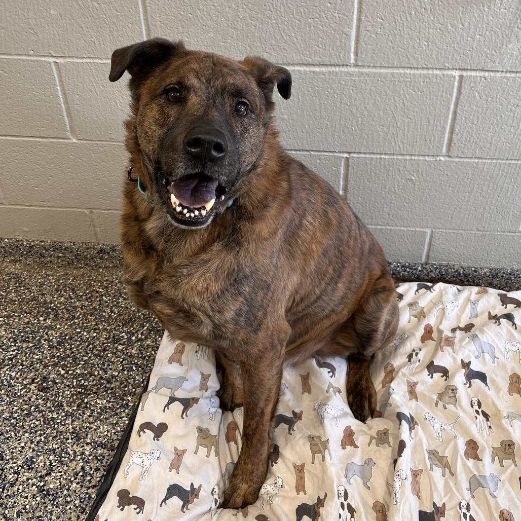 King — thumbnail 3