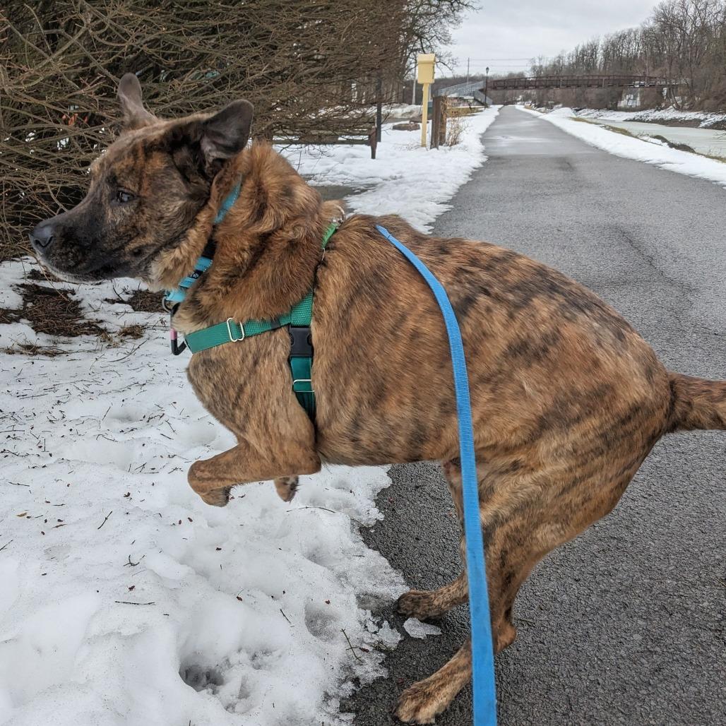 King — thumbnail 4