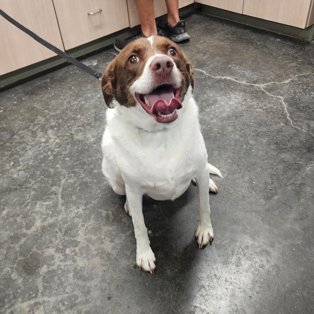 Brittany, Adoptable, Senior Female Brittany Spaniel.