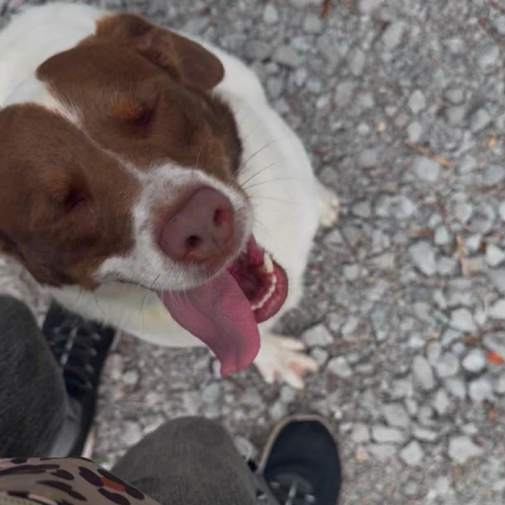 Enlarge Brittany, a Adoptable Brittany Spaniel in Evensville, TN image 2/6